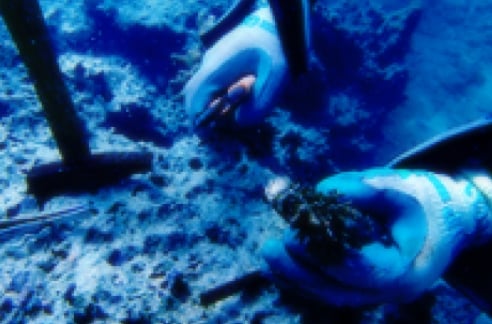 2009年 サンゴ移植活動の様子