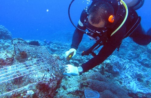 2014年 サンゴ移植活動の様子